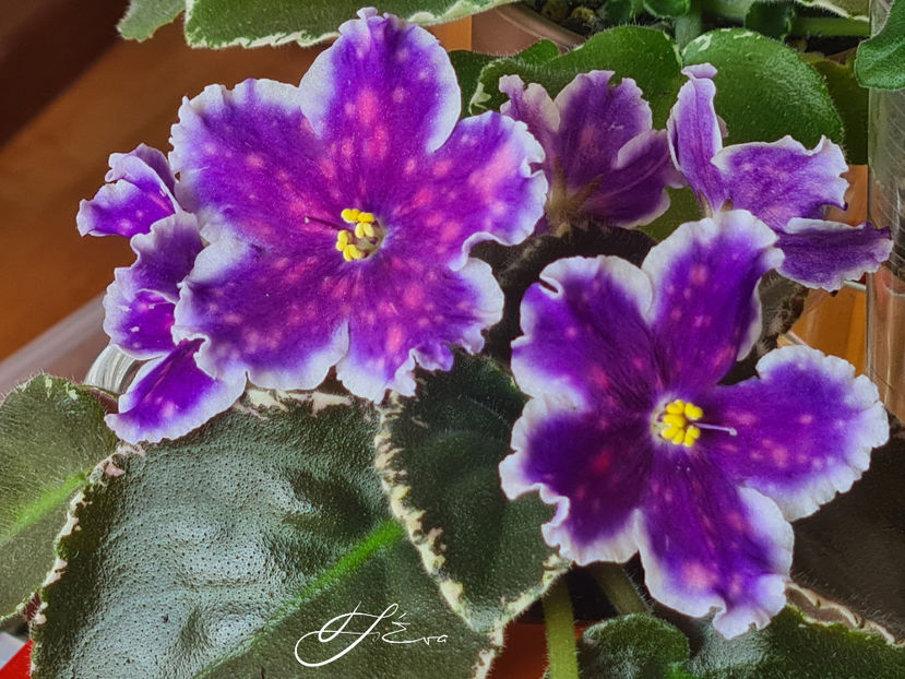 VaT-Tsar Goroh - A Violete de colectie de vanzare 05 2025