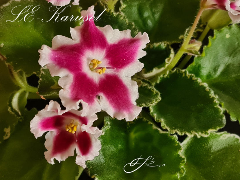 LE-Karusel - A Violete de colectie de vanzare 05 2025