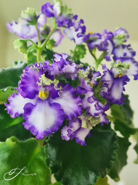 Curly Ocean - A Violete de colectie de vanzare 05 2025