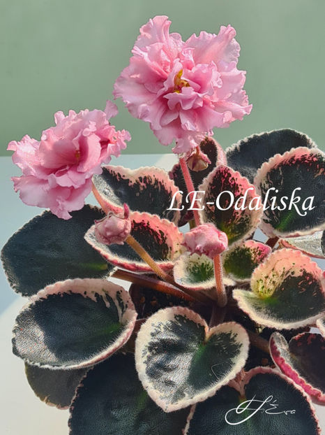 LE-Odaliska - A Violete de colectie de vanzare 05 2025