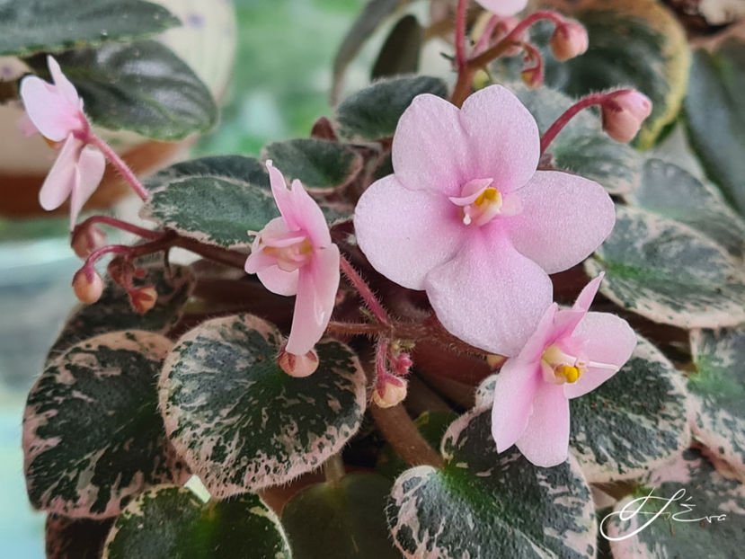 Pink Dove - A Violete de colectie de vanzare 05 2025