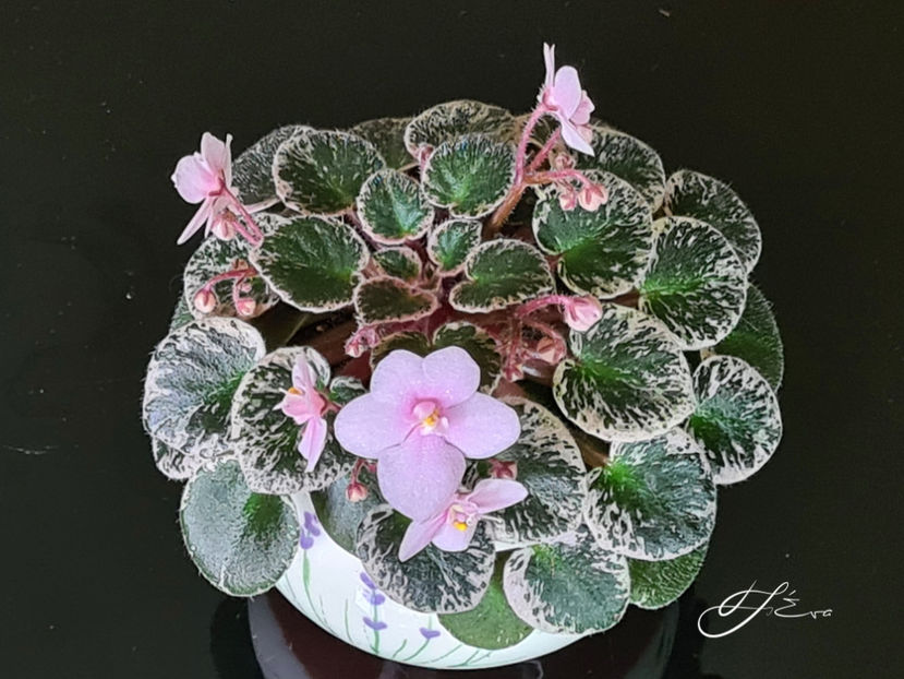 Pink Dove - A Violete de colectie de vanzare 05 2025