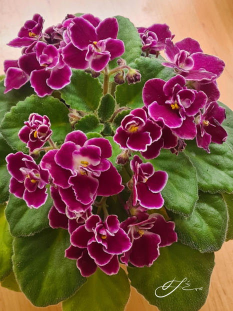 Mac's Glacial Grape - A Violete de colectie de vanzare 05 2025