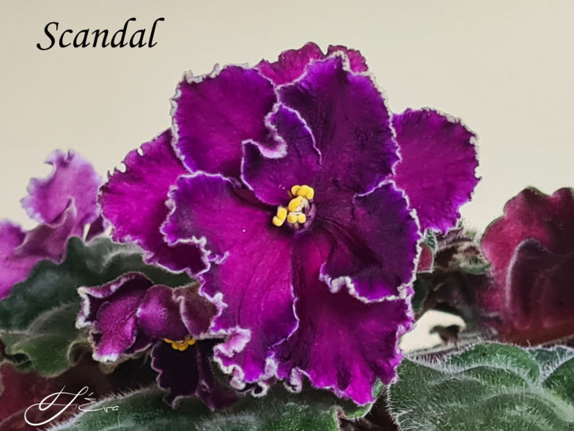 Scandal - A Violete de colectie de vanzare 05 2025