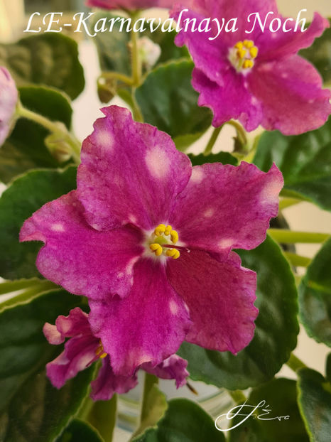  - A Violete de colectie de vanzare 05 2025