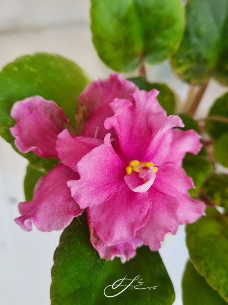 SV-Gorod Asha - A Violete de colectie de vanzare 05 2025