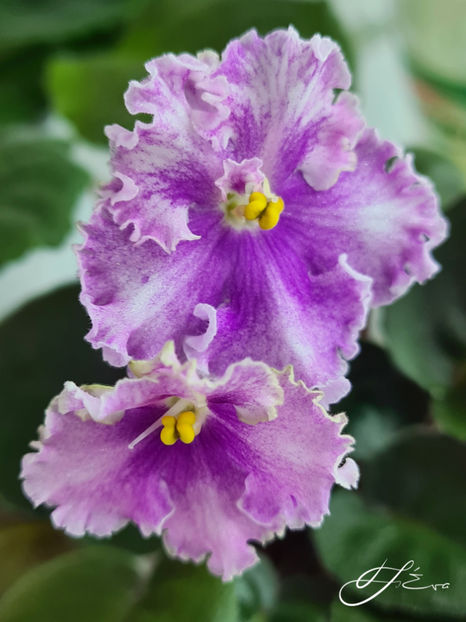 VI-Mignolette - A Violete de colectie de vanzare 05 2025