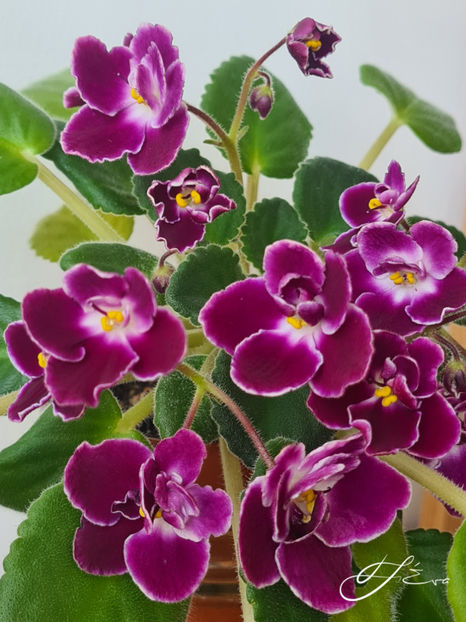 Mac's Glacial Grape - A Violete de colectie de vanzare 05 2025