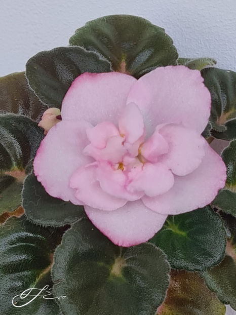 RS-Florencya - A Violete de colectie de vanzare 05 2025