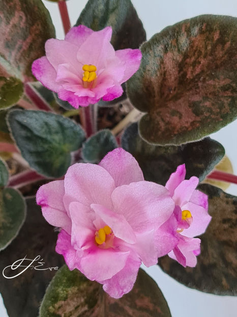 Hand Picked - A Violete de colectie de vanzare 05 2025