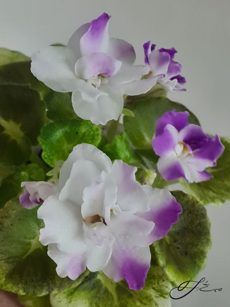 AV-Yaponskaya Vishnia - A Violete de colectie de vanzare 05 2025