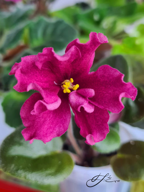  - A Violete de colectie de vanzare 05 2025