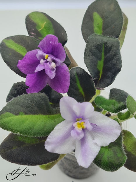 Senk' Snowy Egret - A Violete de colectie de vanzare 05 2025