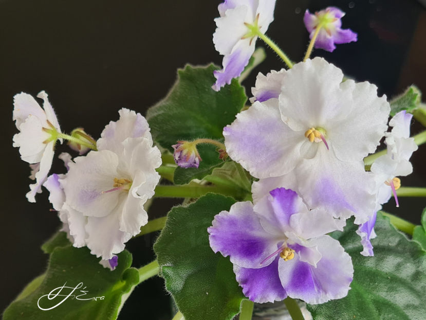 20240704_183245 a - A Violete de colectie de vanzare 05 2025