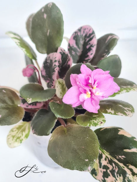 LE-Rozovy Kaskad - A Violete de colectie de vanzare 05 2025