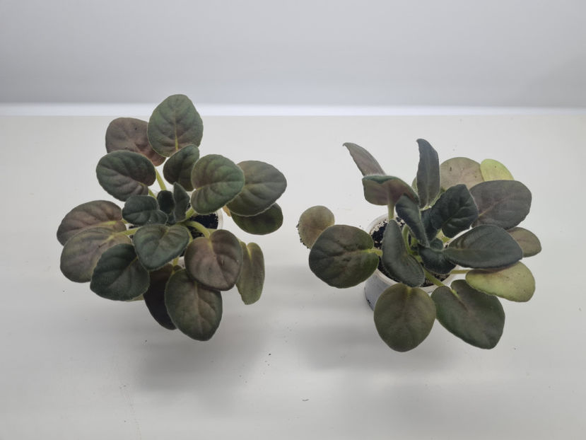 Moroznaya Vishnia 25,25 - A Violete de colectie de vanzare 05 2025