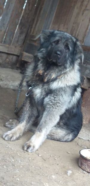  - Ciobanesc Caucazian