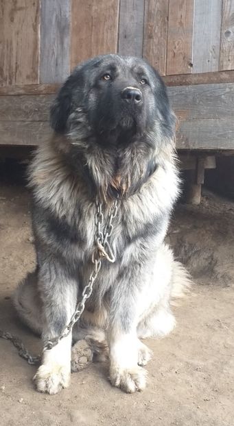  - Ciobanesc Caucazian