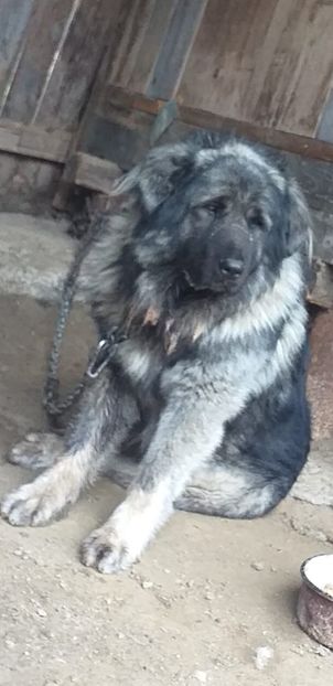  - Ciobanesc Caucazian