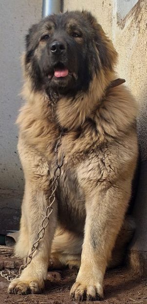  - Ciobanesc Caucazian