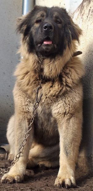  - Ciobanesc Caucazian