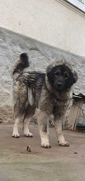  - Ciobanesc Caucazian