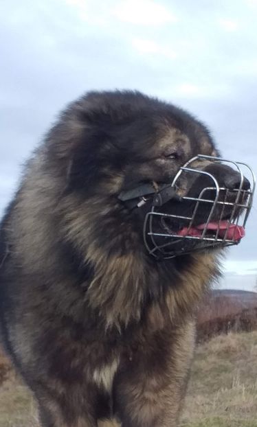  - Ciobanesc Caucazian