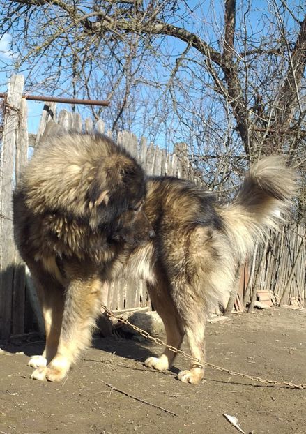  - Ciobanesc Caucazian