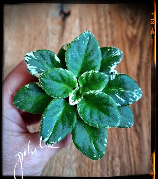 N Chudesa v Reshete - A Violete mini si semimini