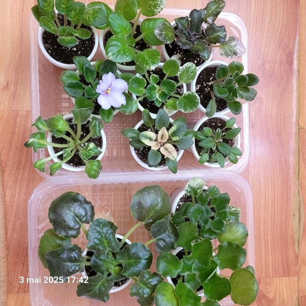 Le-am pozat azi.Au mai crescut putin.Avem chiar si o floricica:N-Severina! - rez Rodi