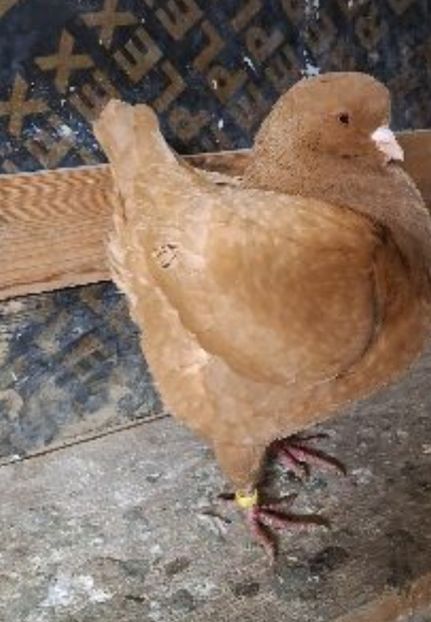 Screenshot_20250119-084240_Messenger - Vanduti king