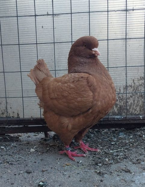 IMG-20250503-WA0000 - Vanduti king