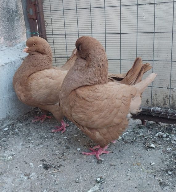 IMG-20250503-WA0002 - Vanduti king