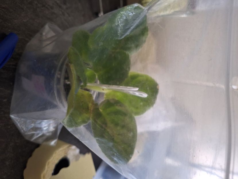  - MI-Sniezhnyi Mart -MI-Snezhny March