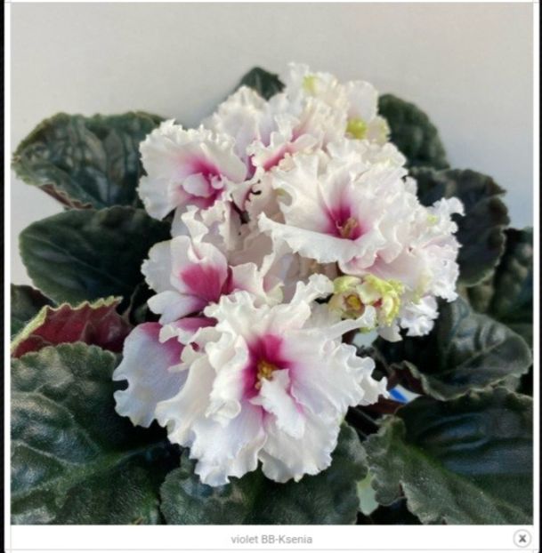 Poza net - VV-Ksenia