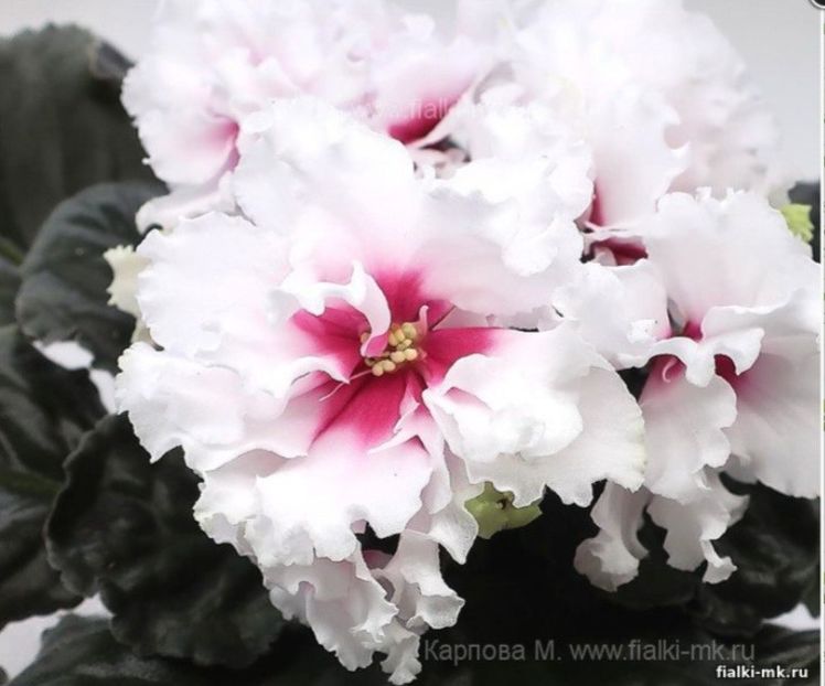 Poza net - VV-Ksenia