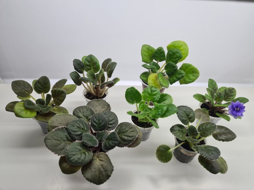 Set 1 pret 170 - A Violete de colectie de vanzare 05 2025