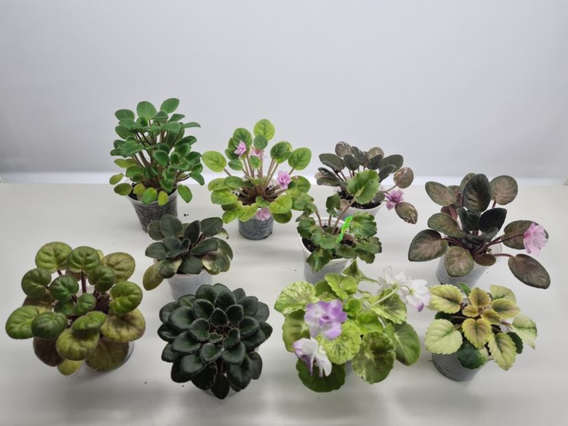 Set 2 (mini si trail) pret 240 - A Violete de colectie de vanzare 05 2025