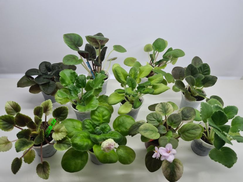 Set 3 pret 250 - A Violete de colectie de vanzare 05 2025