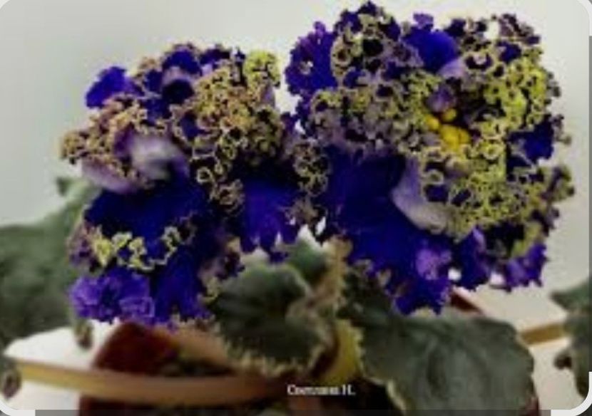 Poza net - EK-Kudri Poseydona