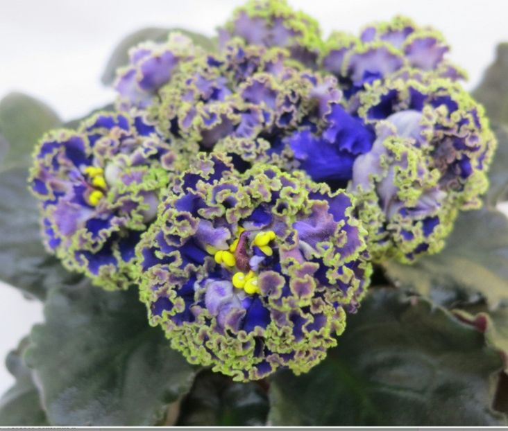 Poza net - EK-Kudri Poseydona