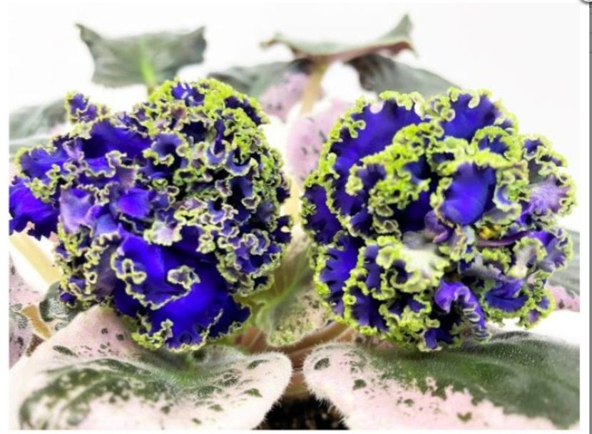 Poza net - EK-Kudri Poseydona