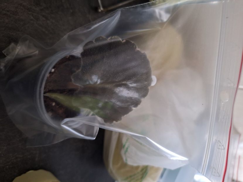  - EK-Kudri Poseydona