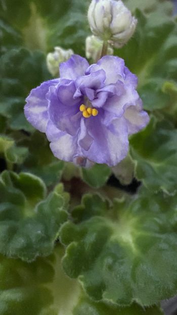  - Rococo bicolor
