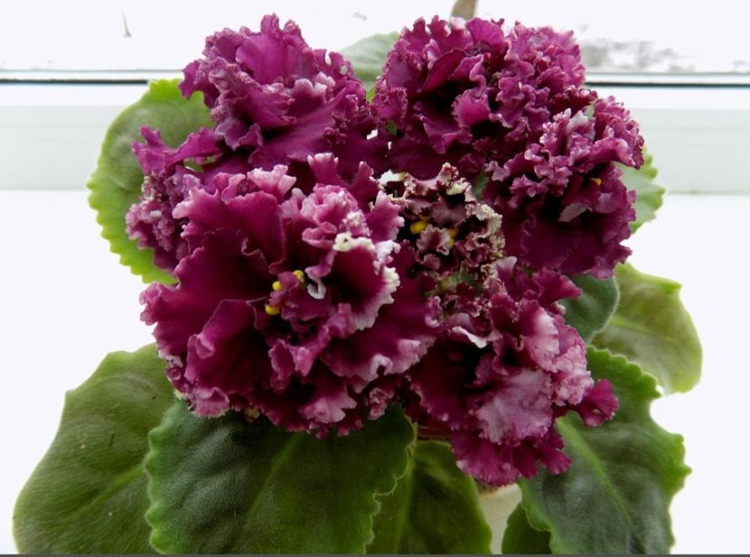 Poza net - AV-Taynoye Zhelaniye