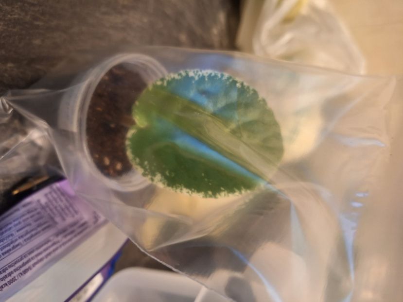  - VAT-Krasnaya Shapochka