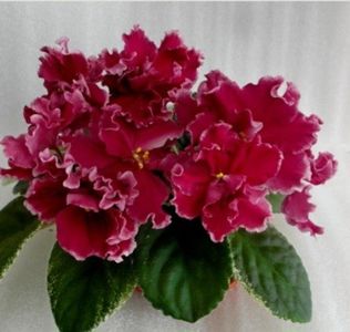 Poza net - VAT-Krasnaya Shapochka