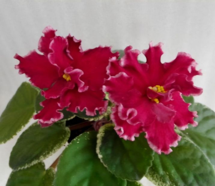 Poza net - VAT-Krasnaya Shapochka