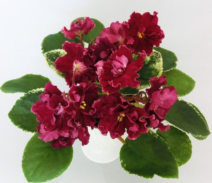 Poza net - VAT-Krasnaya Shapochka