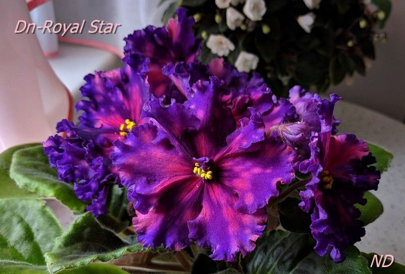 Poza net - DN-Royal Star